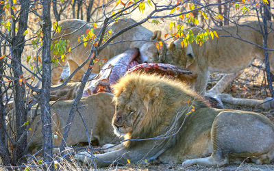 Life with the Lions