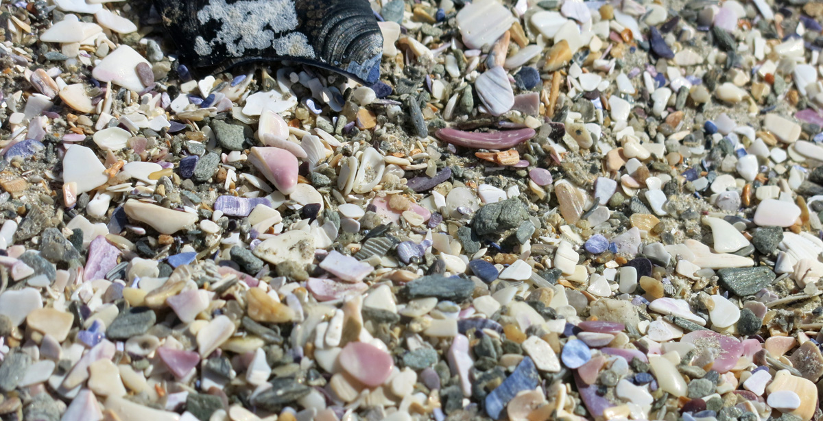 Crushed shells 027