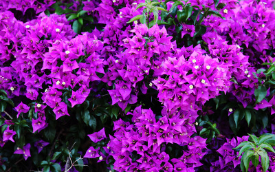 Sardinia, bougainvillea and rescue