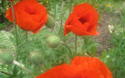 Poppies are not just for Remembrance