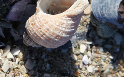 Shingle and Sand