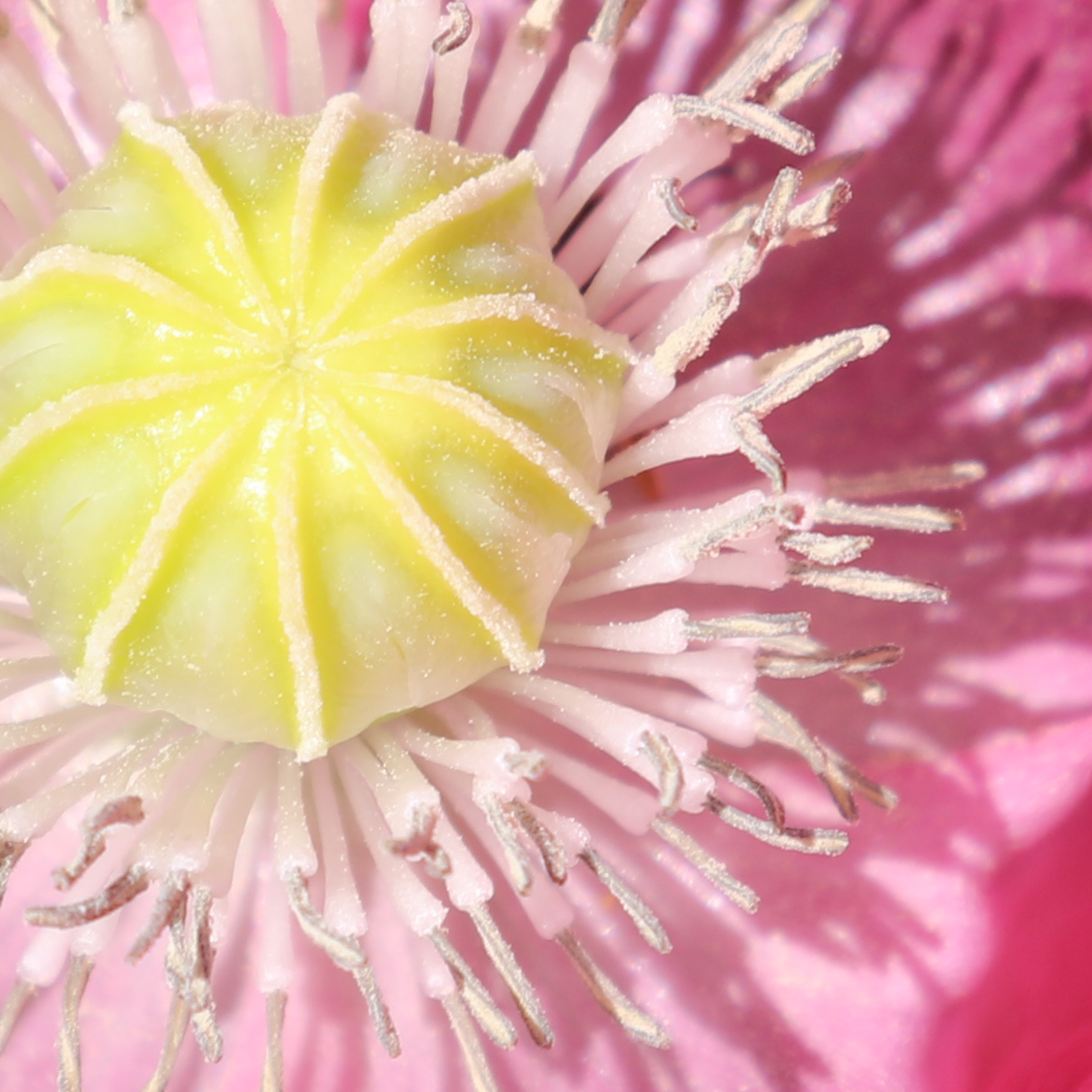 I often enlarge images and love poppies. But this is not enlarged - it came off the camera at 1201 pixels square as your screen presents it