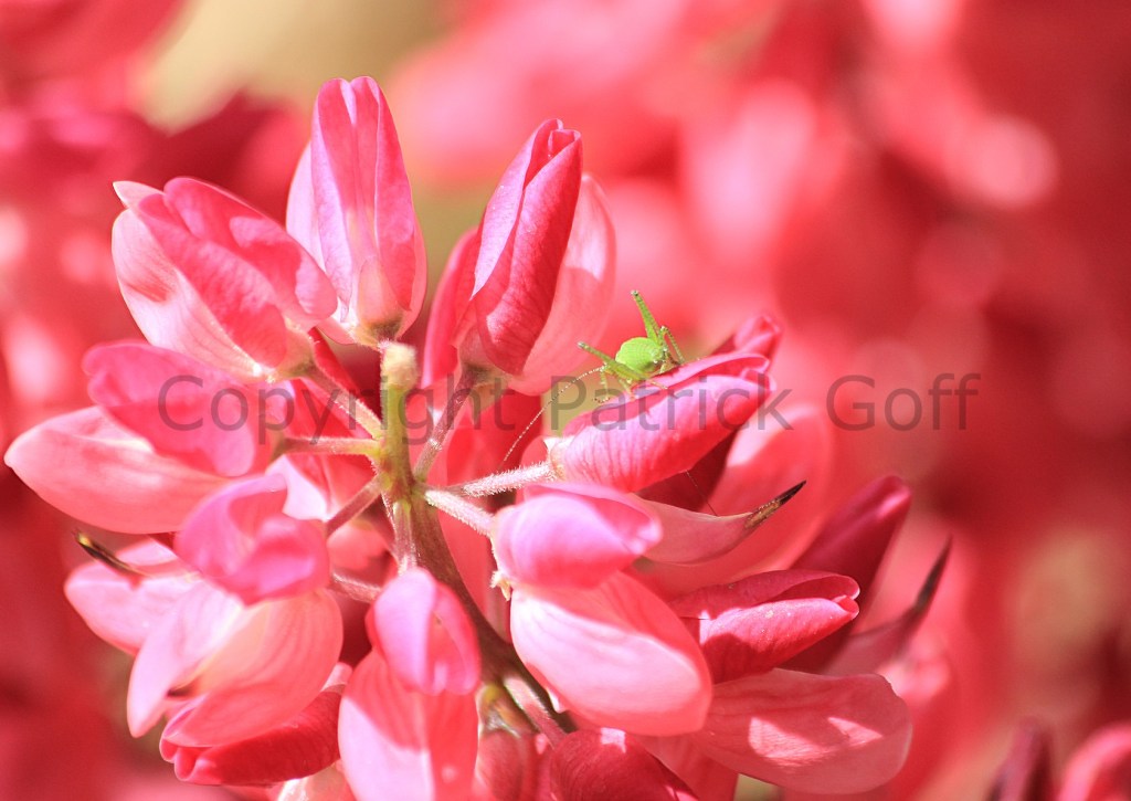 A2 sized giclee print. Greenfly almost like cancer on the lupins