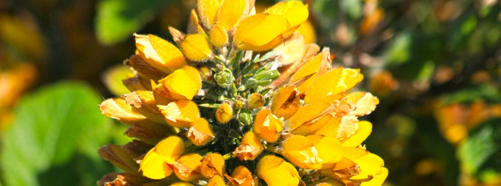 Gorse