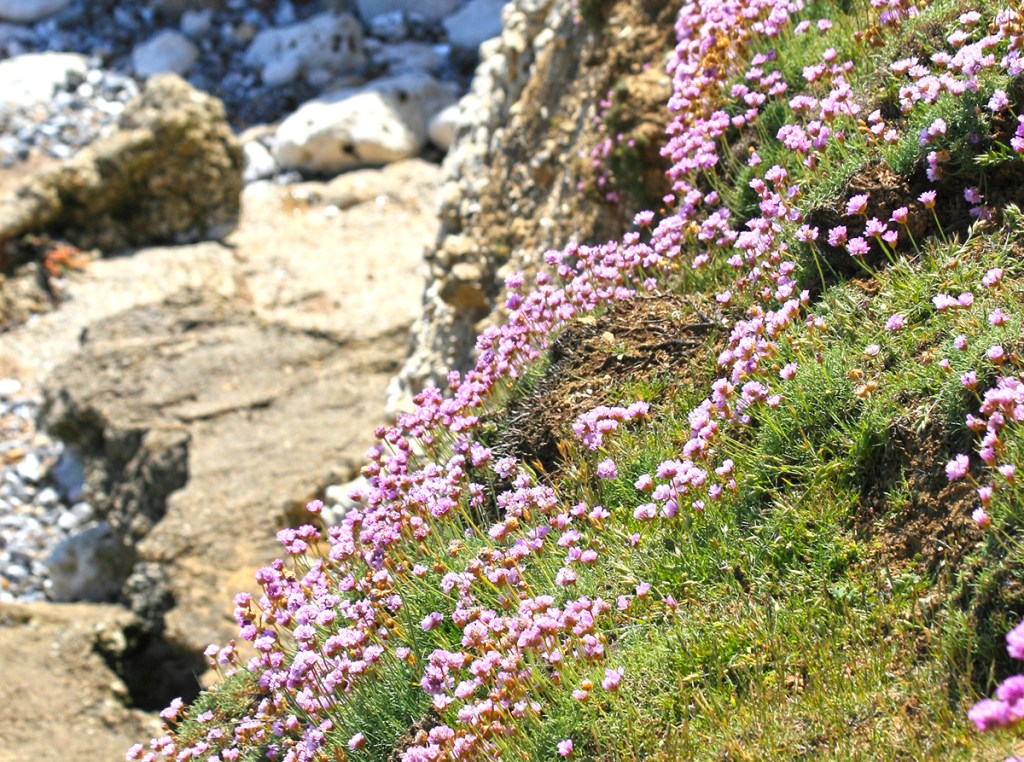 pink fringes for the cliff face