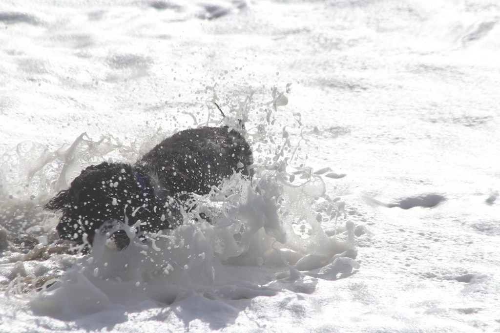 dog 15th 033