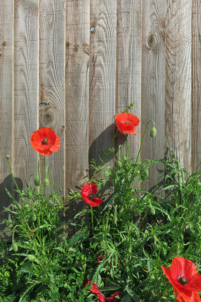 Not in any garden just growing against a fence. Delightful spot of blue shining through