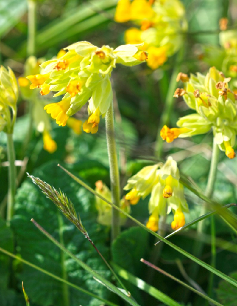 Cowslips