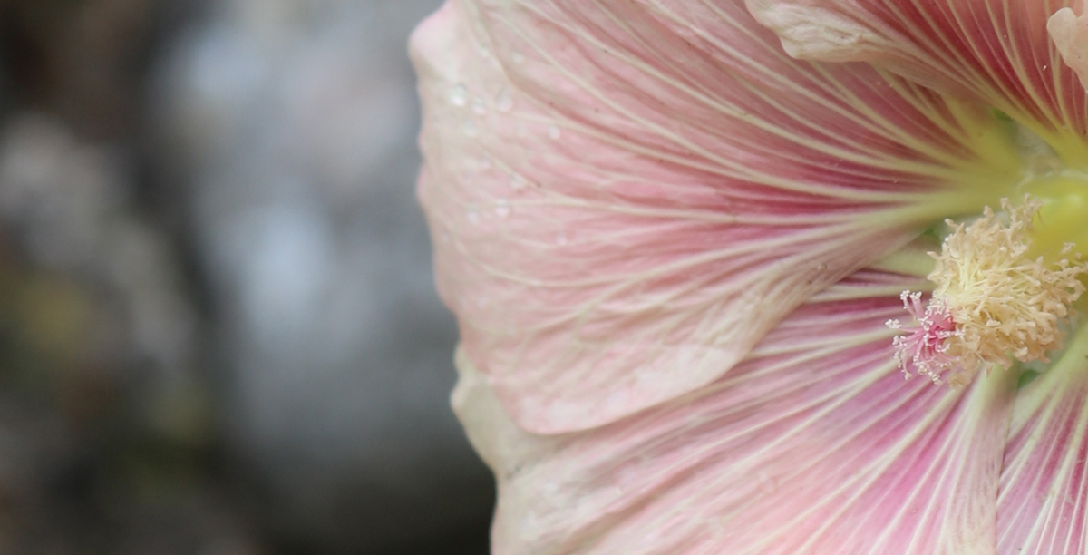 Flint and flower 005a