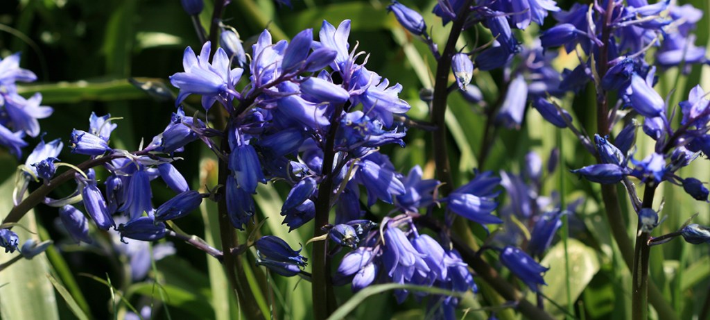 Bluebells