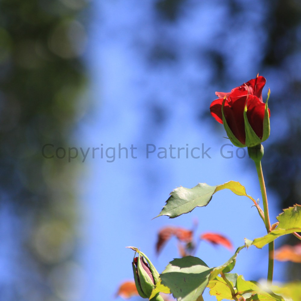 english-rose-009
