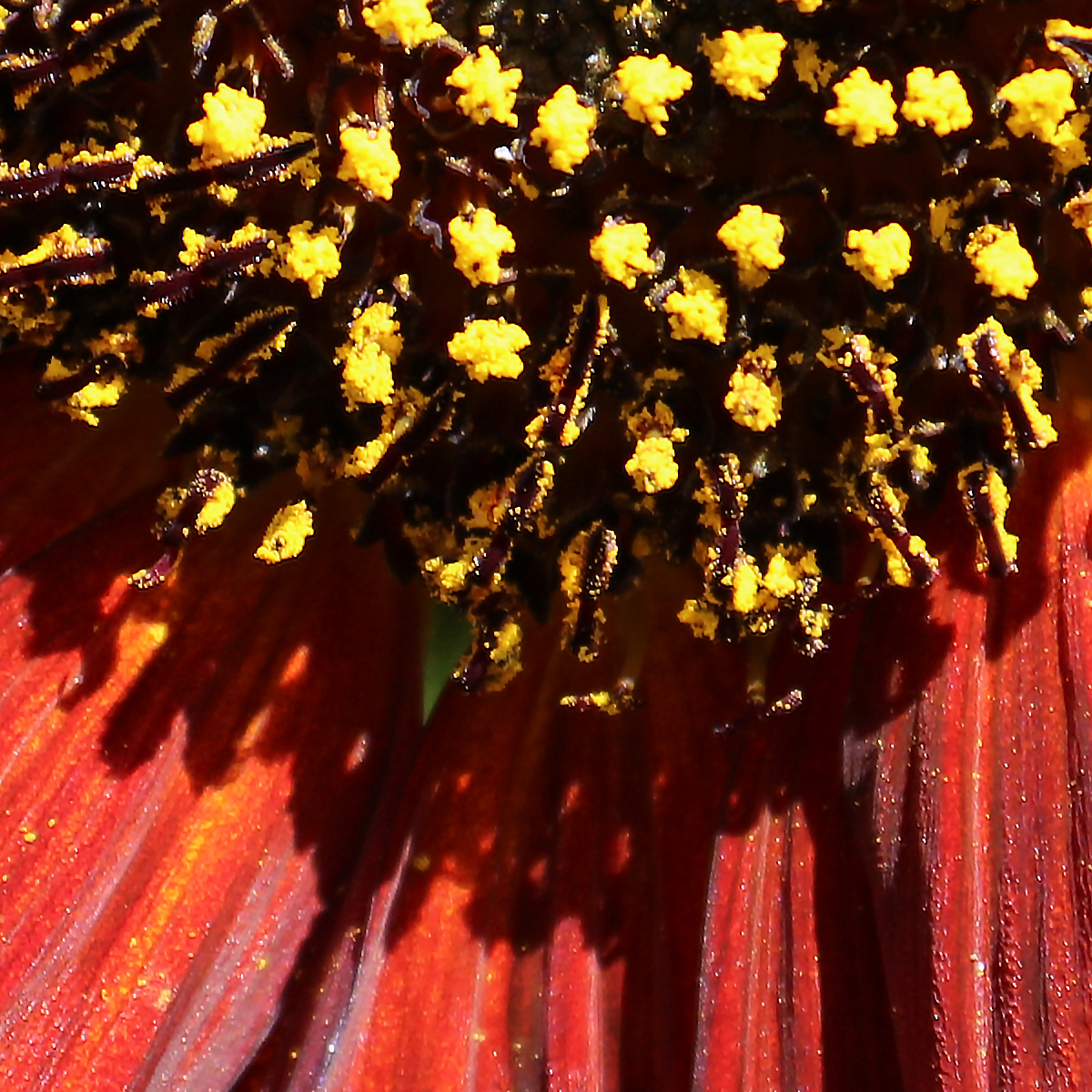 Sunflower 016