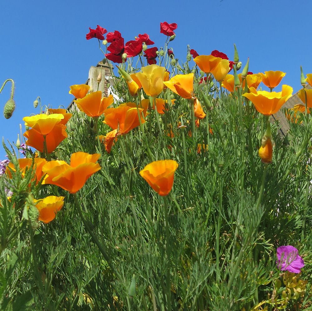 California poppy 002