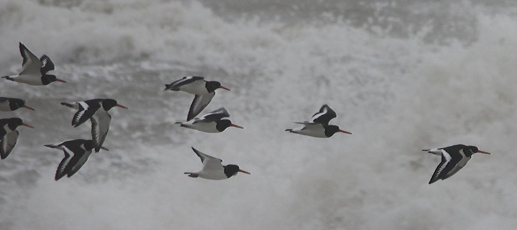 Oystercatchers