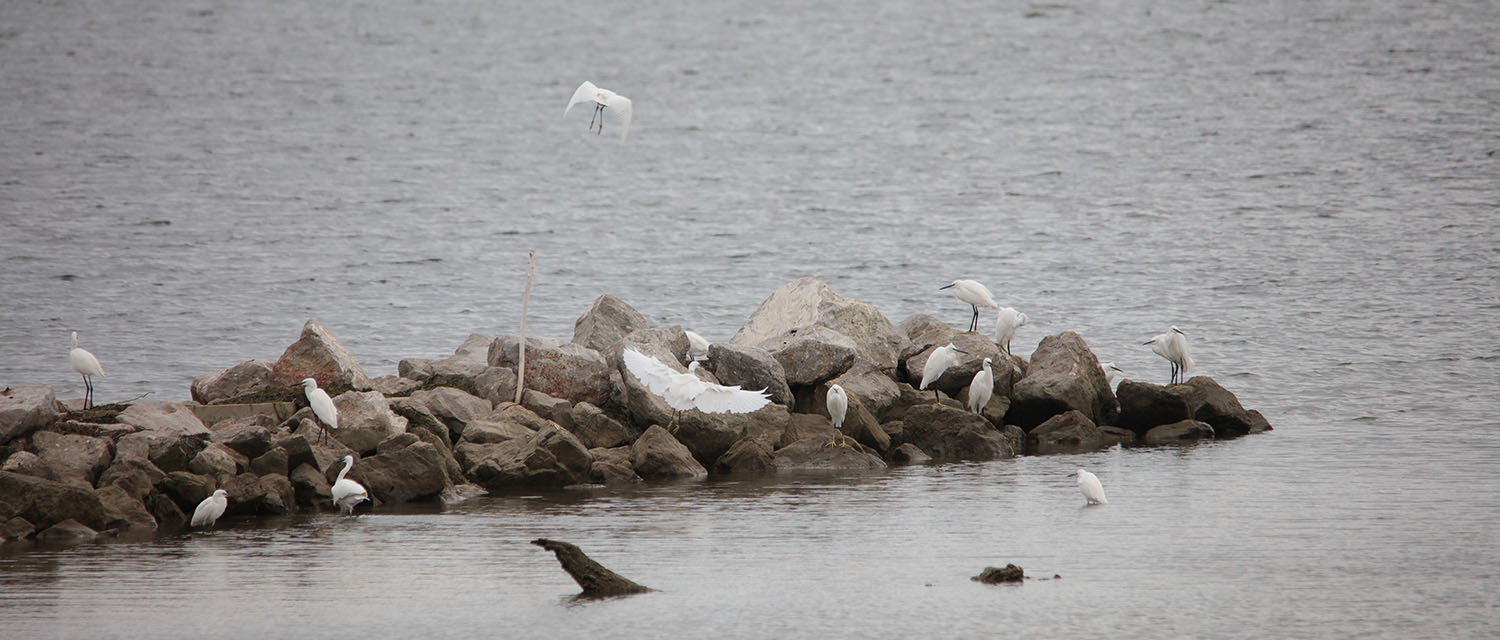 Egrets were the commonest bird in the Reserve on the Grado Lagoon