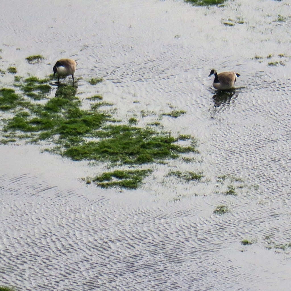 Brent geese explore the flooded farmland