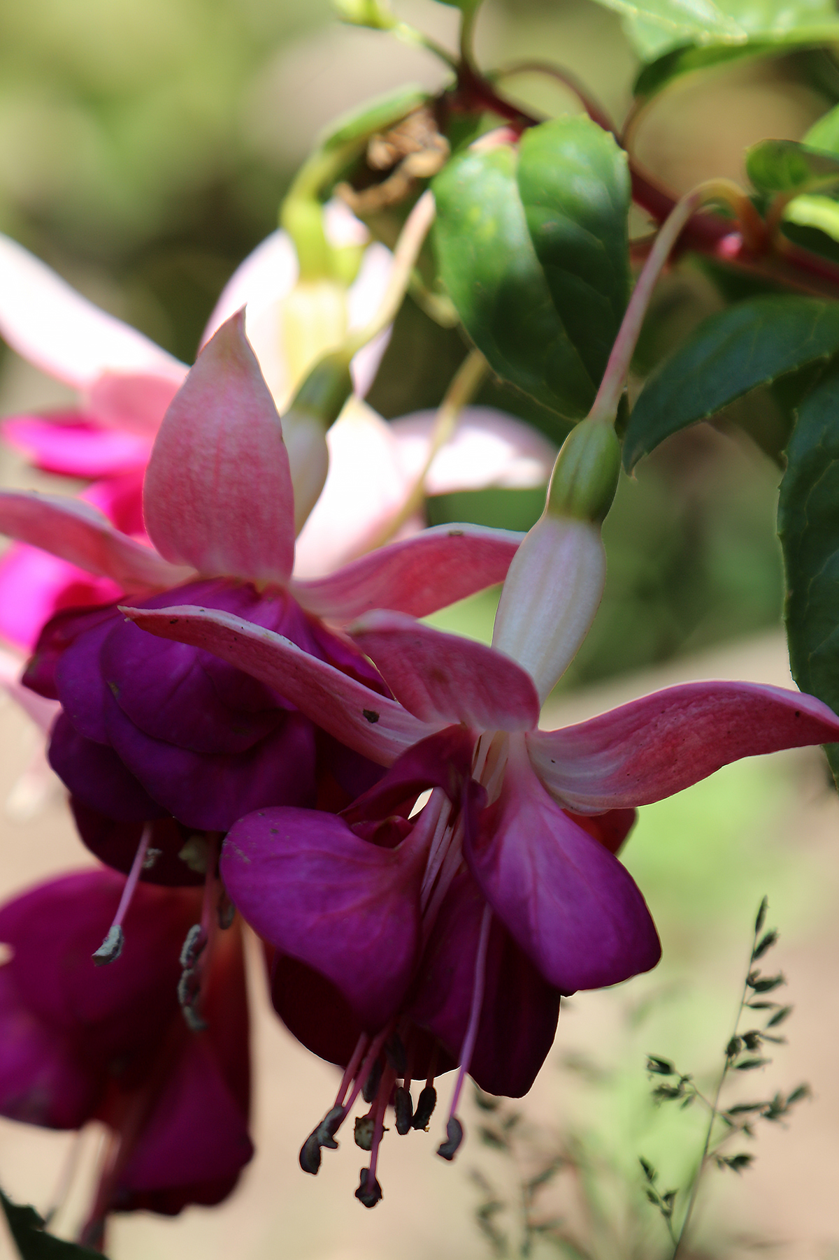 Fuschia